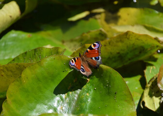 A peacock butterfly rests on a water lily leaf in a park in Germany.