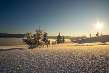 Amazing winter landscape with pine trees of snow covered forest in cold mountains at sunrise.