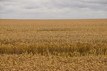 A wheat field in Cambridgeshire, United Kingdom.