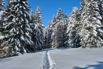 Bright winter landscape with pine trees covered with fresh fallen snow and narrow footpath in mountain forest on cold wintry day.