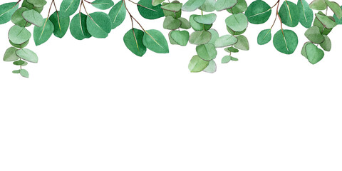 watercolor drawing. seamless border with eucalyptus leaves. isolated on white background green leaves and branches of eucalyptus. web banner, frame