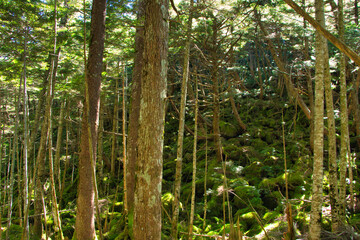 Japan Nagano Yatsugatake forest and moss
