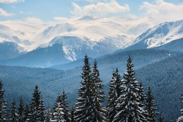 Winter landscape with high mountain hills covered with evergreen pine forest after heavy snowfall on cold wintry day.