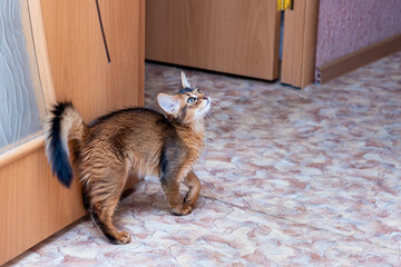Somali kitten at home in the corridor by the door