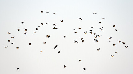 Wrony Siwe - Corvus Corone
