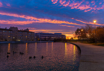 ducks swimming in the lake in a park sunset © adrian