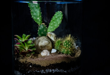 Terrarium with different plants inside and black background