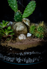 Terrarium with different plants inside and black background