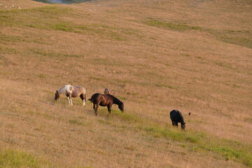 cavalli allo stato brado