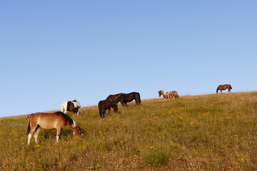 cavalli allo stato brado