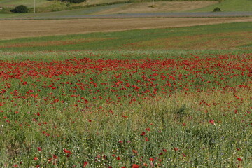 fioritura alle piane di castelluccio