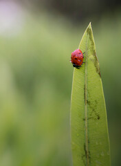 ladybug on plant