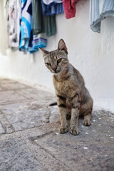 Greek Young Cat in Lindos Street. Beautiful Feral Animal in Greece. Adorable Stray Kitten in Rhodes.