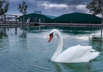 swan swimming in her lake © adrian