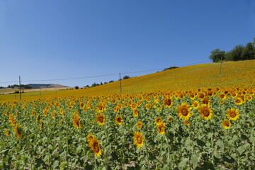 campi di girasole