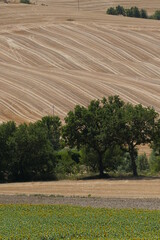Fototapeta na wymiar campi di grano