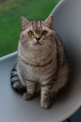 Fototapeta na wymiar Beautiful cat gray scottish straight