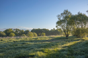 Sunrise. Morning landscape. The rays of the rising sun illuminate the grass. Dew on the grass.
