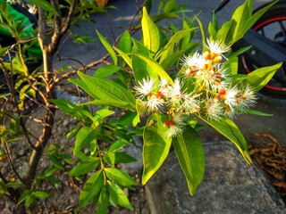 flowers in the garden,close up macro