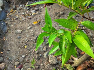 sprout growing in soil
