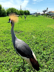 Fototapeta premium Grey Crowned Crane walking on the green grass. Big bird in eco-park situated on the village Kovalivka, Poltava region, Ukraine