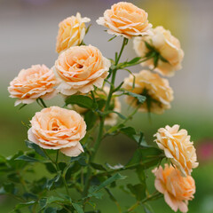Macro photography of a beautiful soft pink rose. Delicate flowers petals. Natural colorful textured pattern. Suiatble for postcard, backgrounds, design, posters, greeting card.