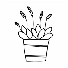 Hand drawn indoor plant in a pot, doodle design. Home plants. Illustration for print, web, mobile and infographics.