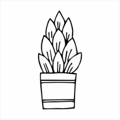 Hand drawn indoor plant in a pot, doodle design. Home plants. Illustration for print, web, mobile and infographics.