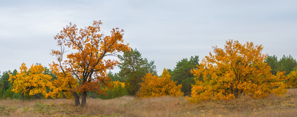 red dry oak forest glade under dense cloudy sky © Yuriy Kulik