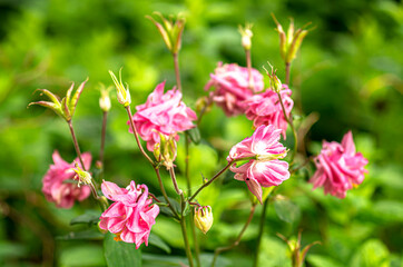 Aquilegia in Bloom Macro Photography Bokeh Naturalistic Photography 