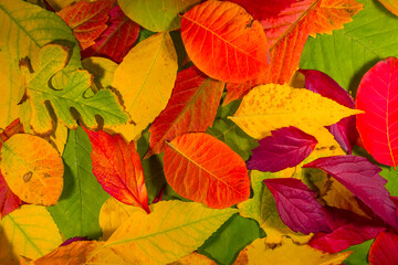 red dry autumn leaves natural seasonal background