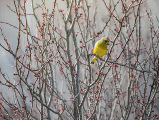 bird