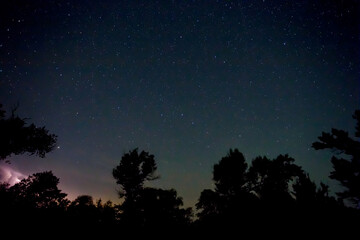 night starry sky above forest silhouette, night outdoor background