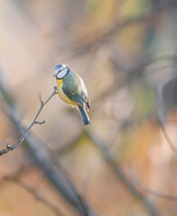 bird