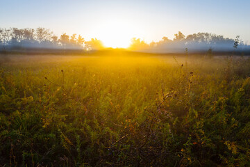Fototapeta na wymiar prairie in dense mist and sunlight at the early morning, summer countryside sunrise scene