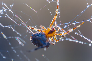 closeup spider in water drop sit on web, natural animal background