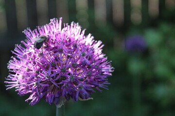 Obraz premium purple flower of a decorative onion and a bee