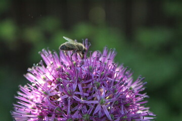 purple flower of a decorative onion and a bee