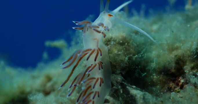 nudibranch flabellina nudi branch nudybranch  underwater slug ocean scenery