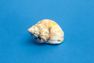 seashell on blue background