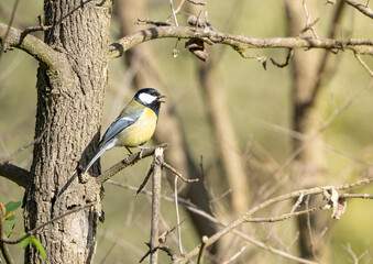 bird