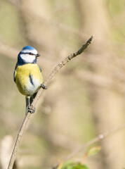 bird