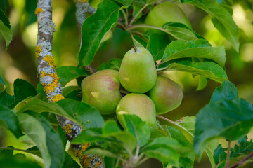 Grüne, frische  Äpfel an einem Obstbaum / Apfelbaum im Juni / Sommer (Obstanbau, Plantage)