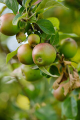 Frische saftige Äpfel an einem Zweig in einem Apfelbaum (Obst / Obstanbau / Plantage)
