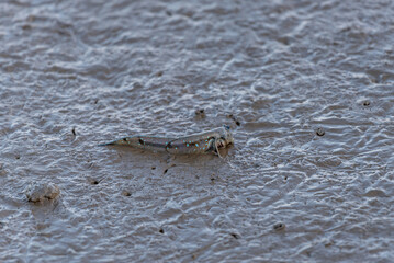 Creatures on the beach,jumping fish-mudskipper