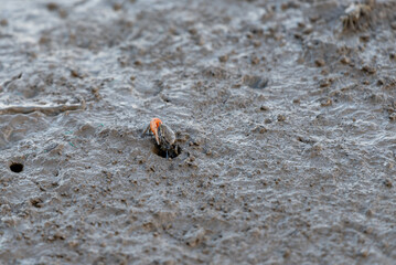 Creatures on the beach,jumping fish-mudskipper