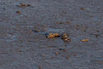 Creatures on the beach,jumping fish-mudskipper