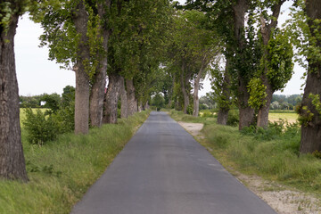 Fototapeta na wymiar A straight road between maples and poplars, a beautiful avenue of trees, a road to the destination somewhere far away in Poland in the Barycz Valley