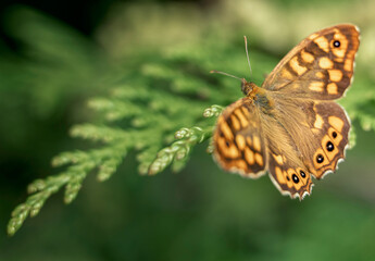 butterfly