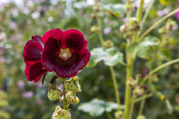 Obraz premium Close up view of pink flowers hybrid abutilon lanterns on green background. Beautiful nature backgrounds. Sweden.